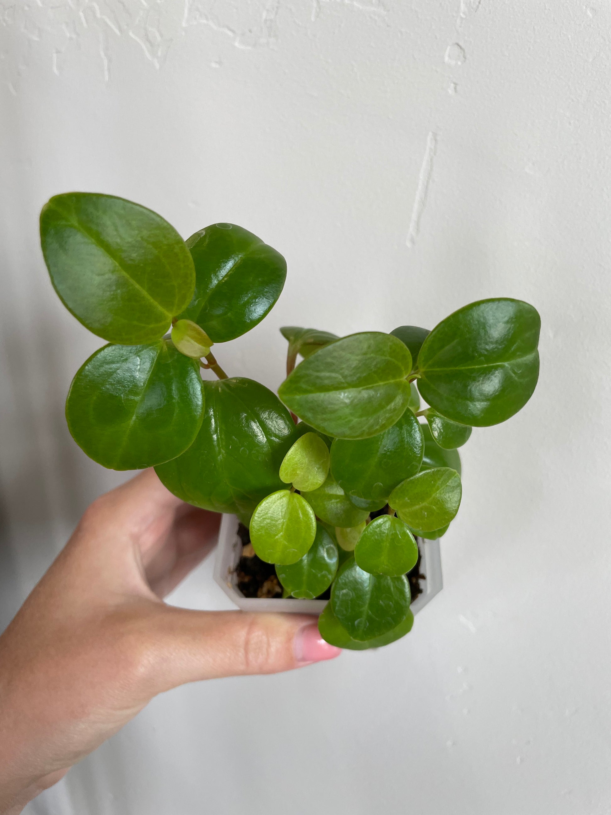 peperomia rotundifolia plants