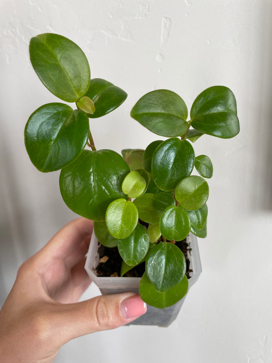peperomia rotundifolia plants