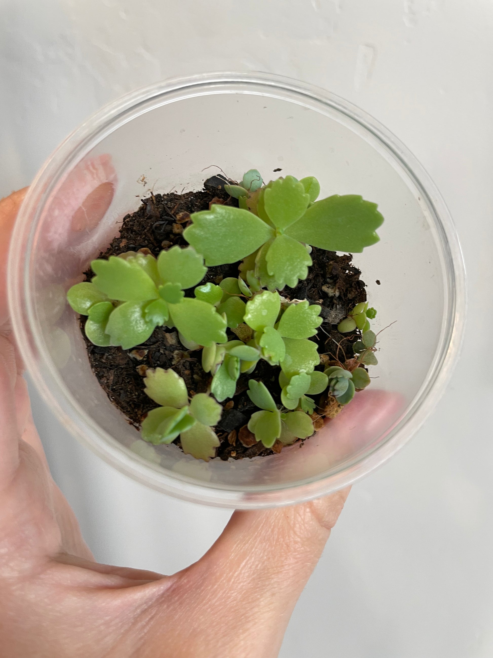 Kalanchoe daigremontiana mother of thousands house plant haus plants