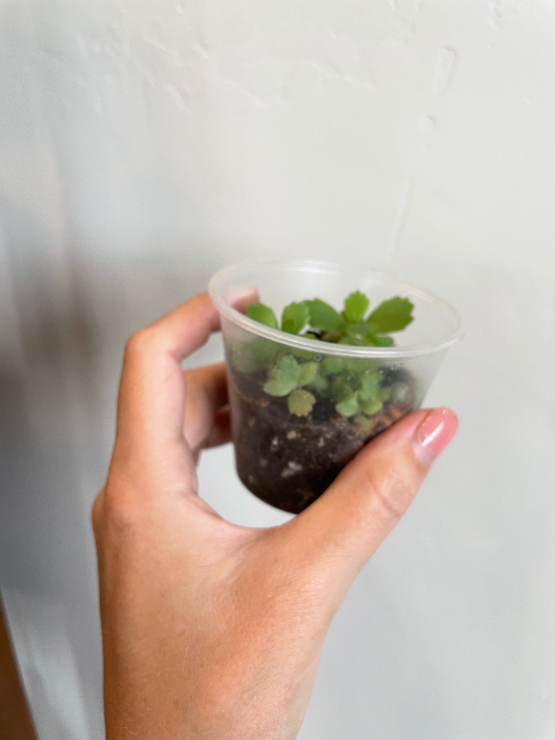Kalanchoe daigremontiana mother of thousands house plant haus plants
