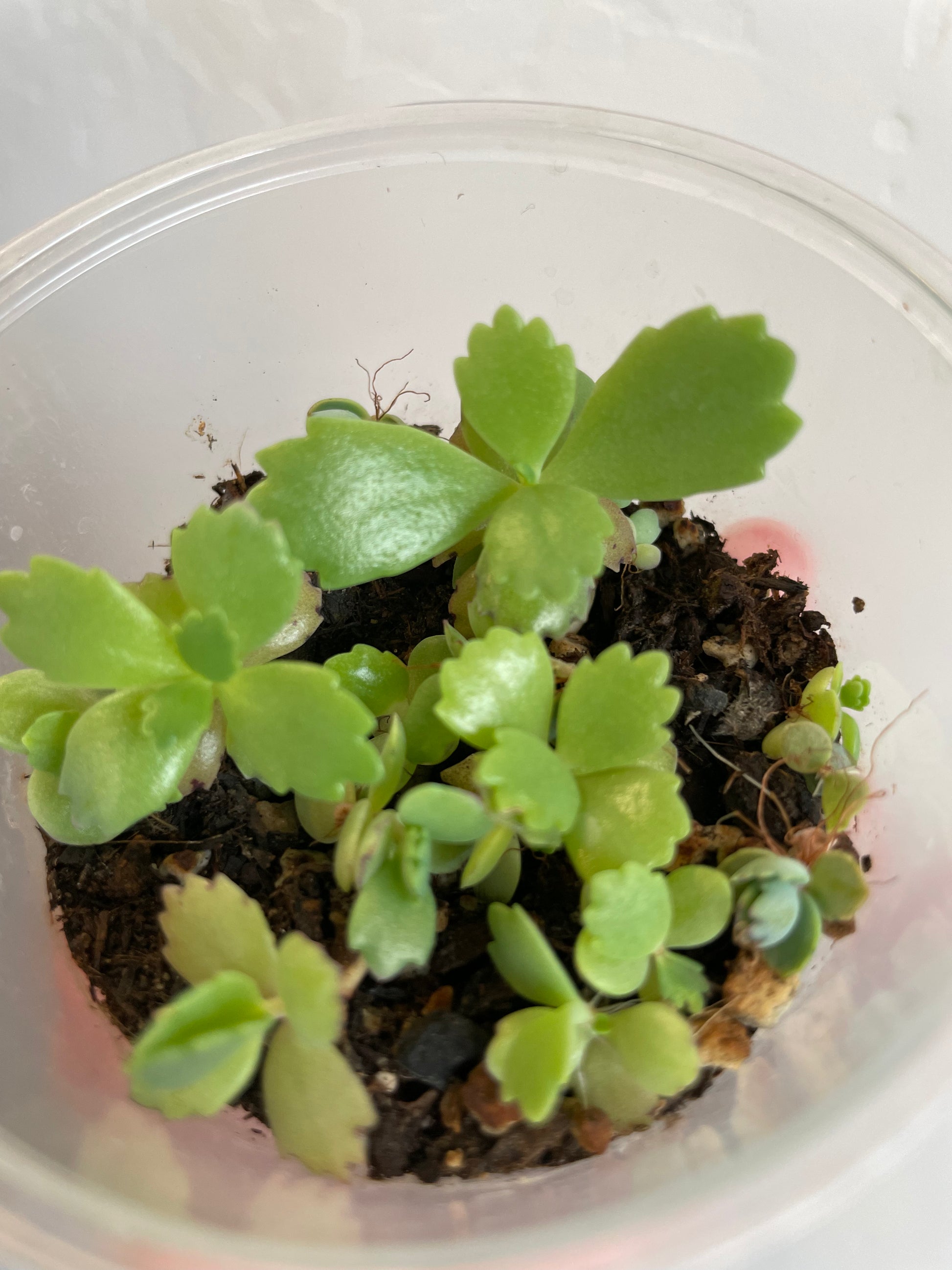 Kalanchoe daigremontiana mother of thousands house plant haus plants