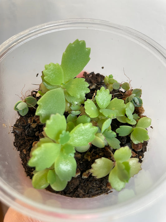 Kalanchoe daigremontiana mother of thousands house plant haus plants