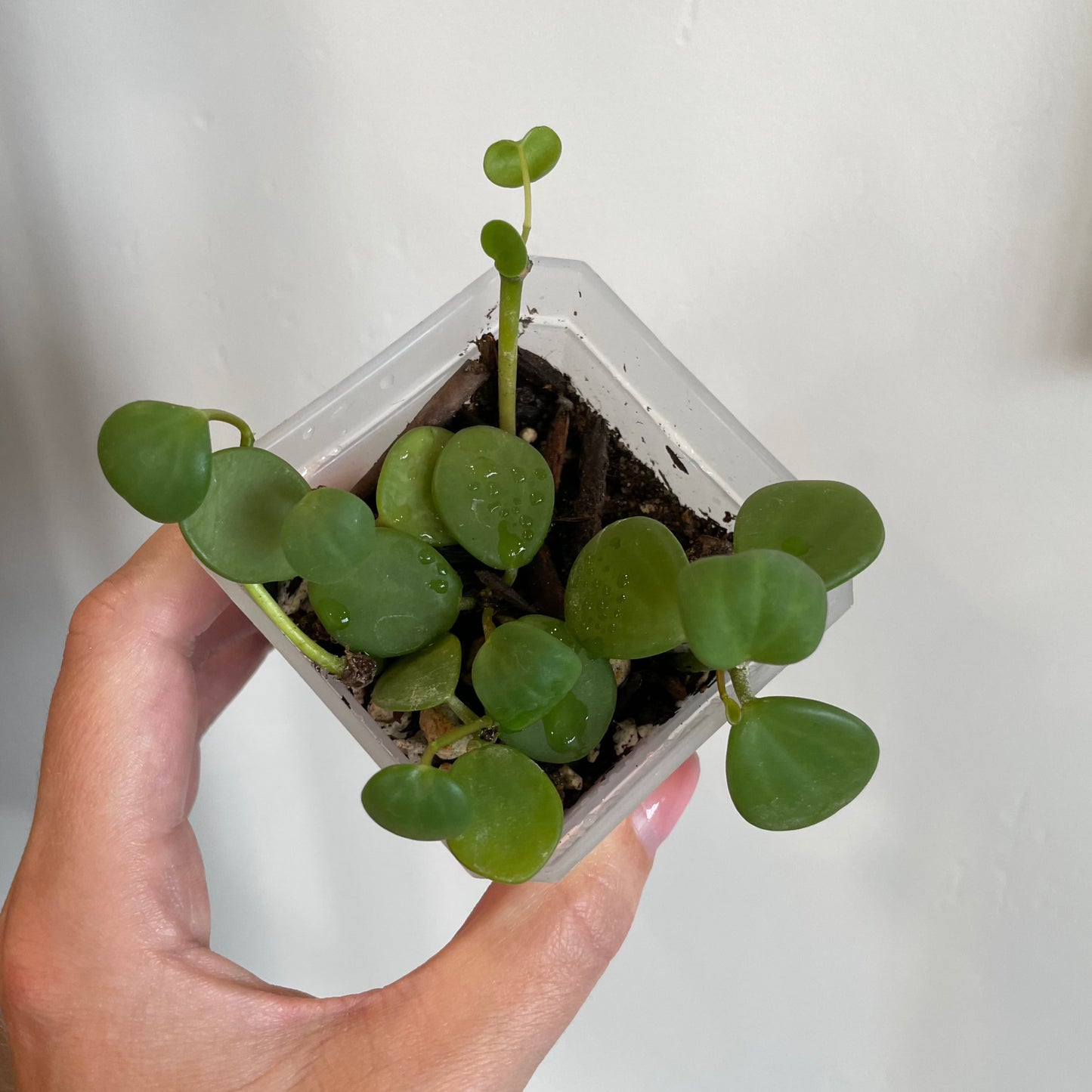 peperomia hope succulent trailing plant house haus plants