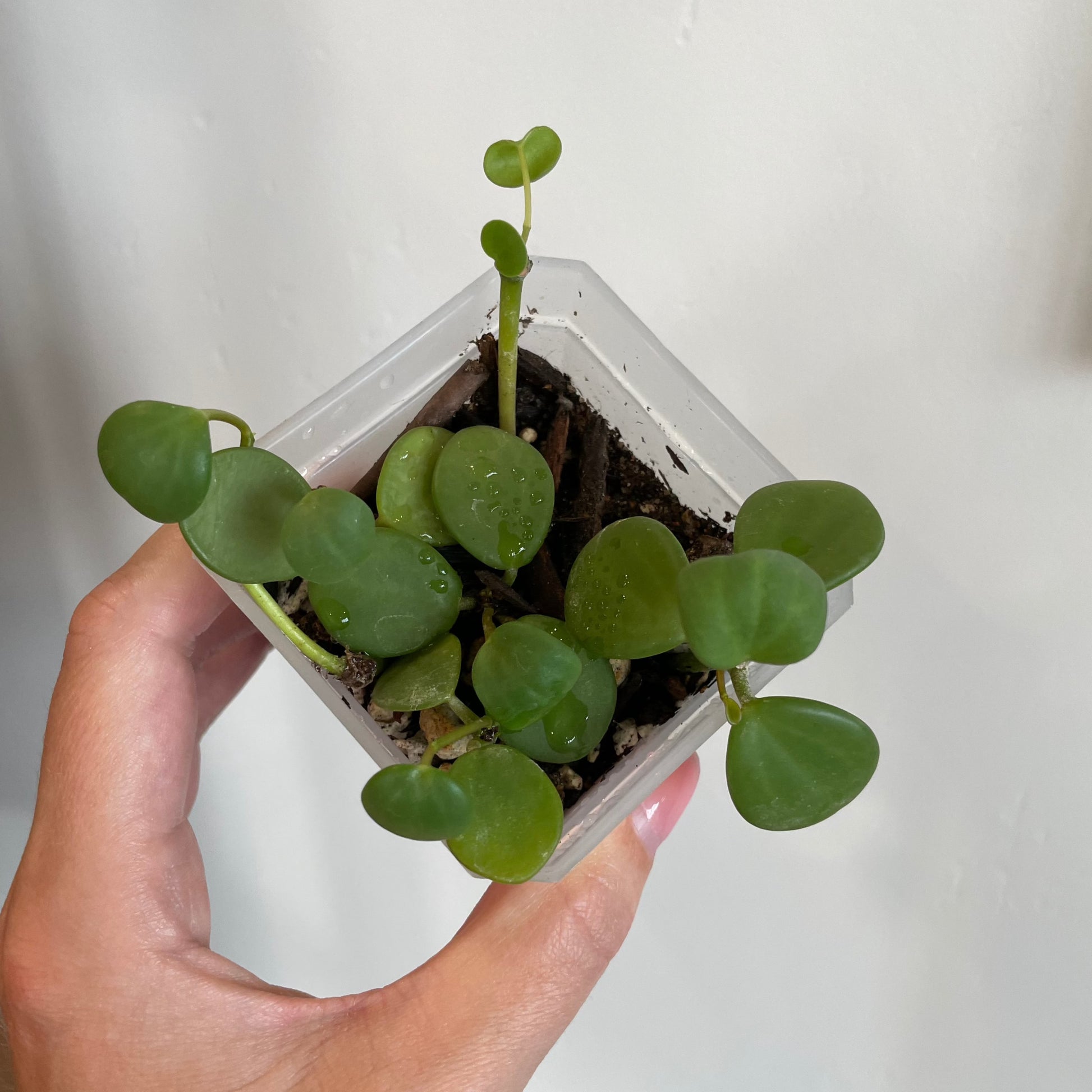 peperomia hope succulent trailing plant house haus plants