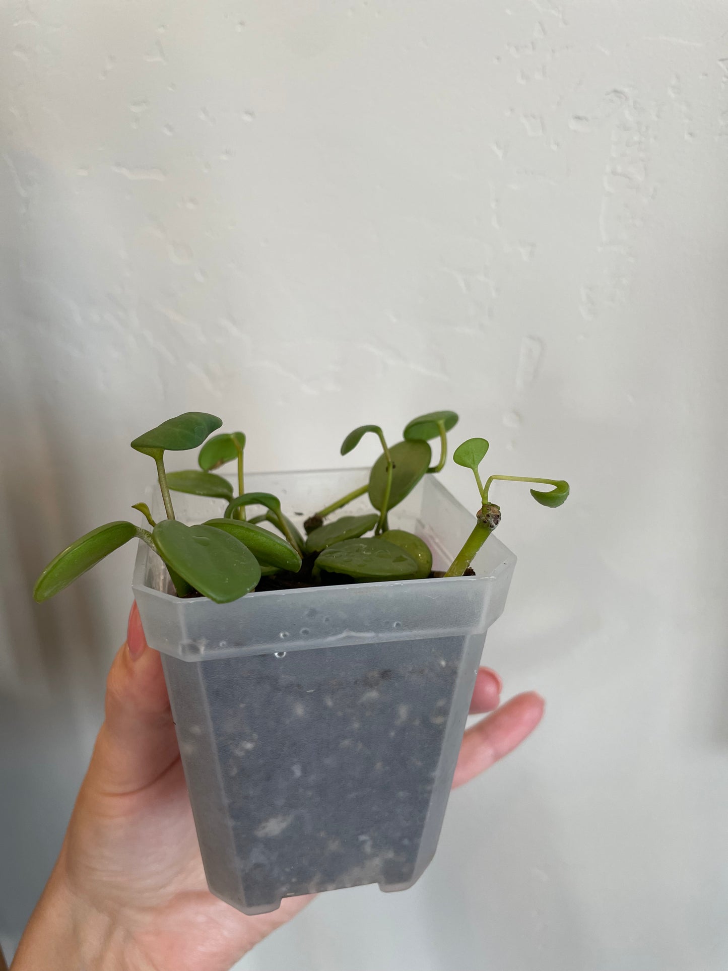 peperomia hope succulent trailing plant house haus plants