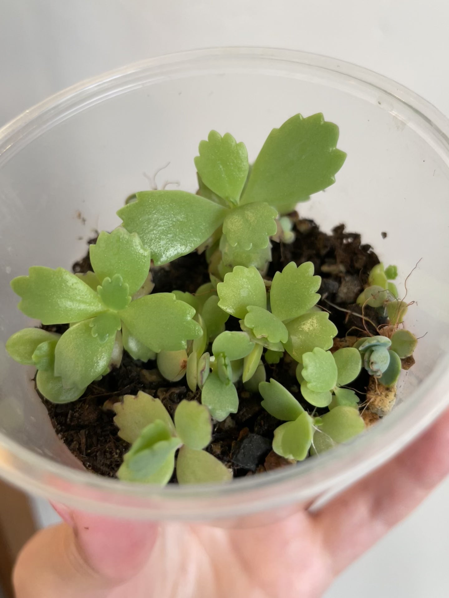 Kalanchoe daigremontiana mother of thousands house plant haus plants