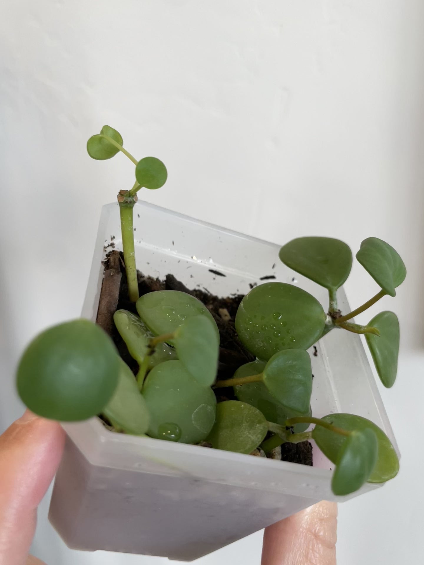 peperomia hope succulent trailing plant house haus plants
