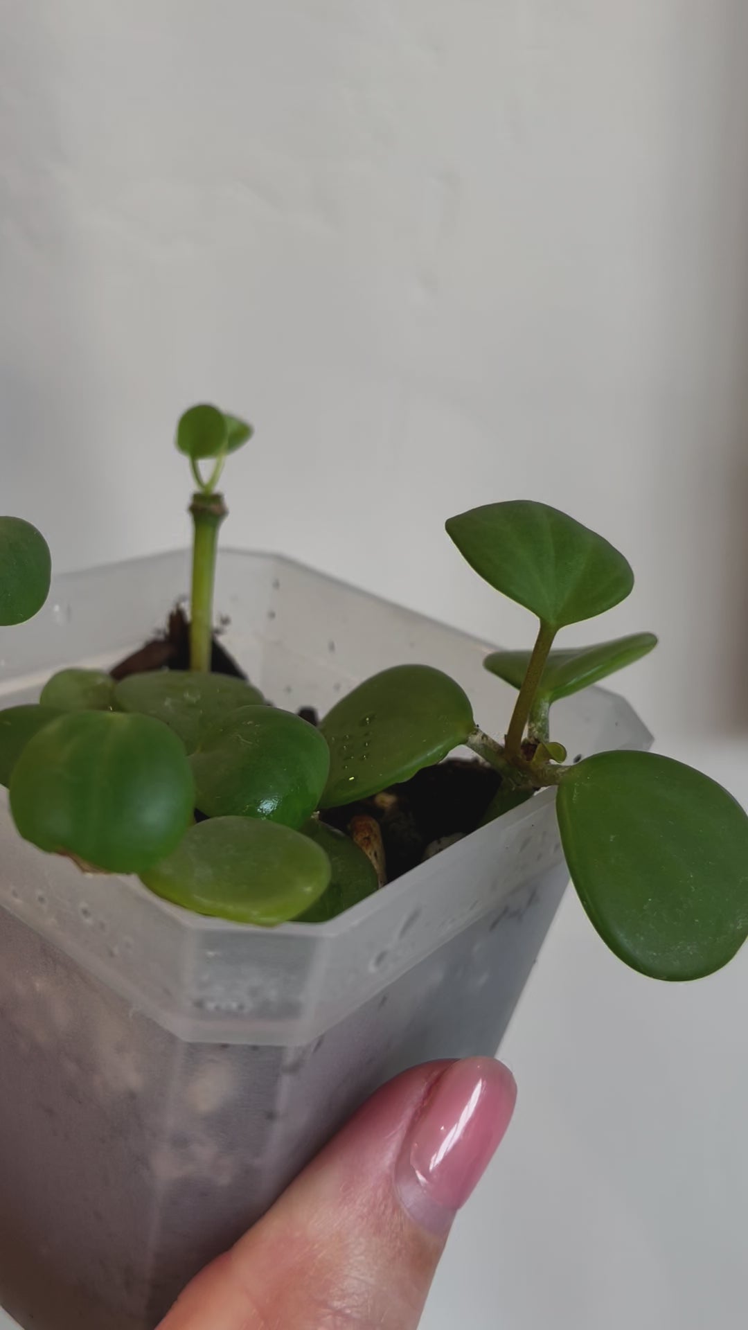 peperomia hope succulent trailing plant house haus plants