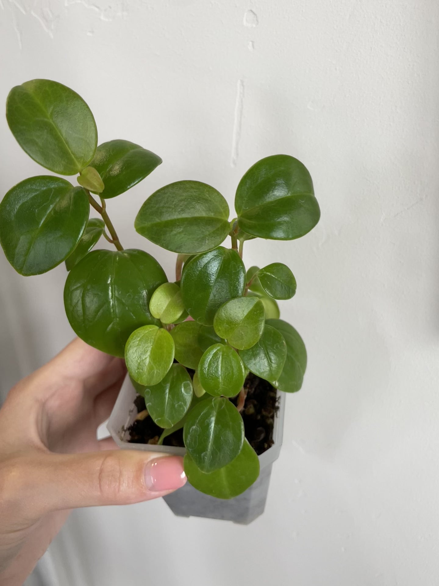 peperomia rotundifolia plants