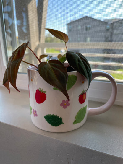 Philodendron Micans in 4” Strawberry & Blooms Mug Planter