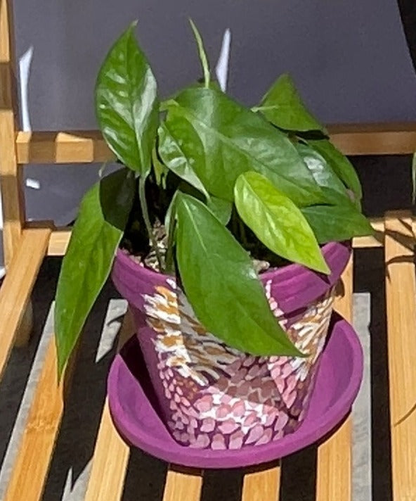 Baltic Blue Pothos in 6" Painted Pot