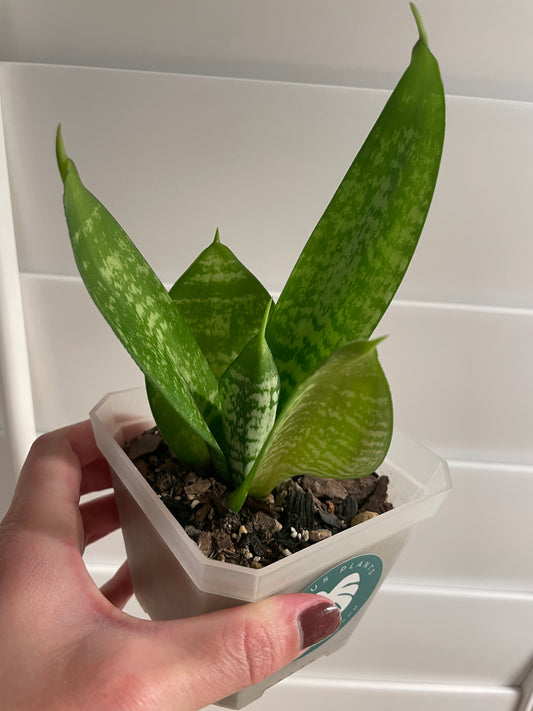 Bird's Nest Snake Plant | Sansevieria Hahnii