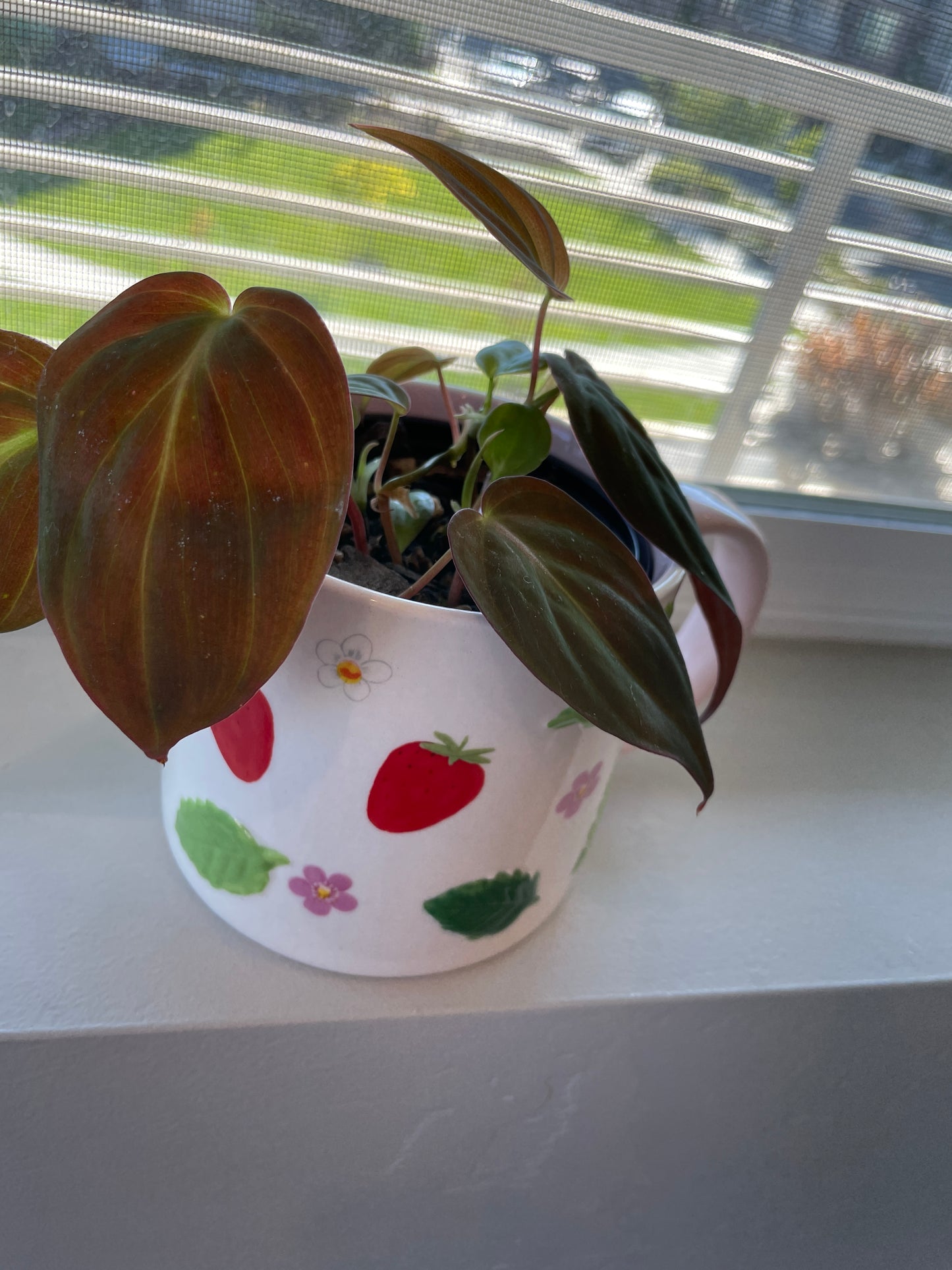 Philodendron Micans in 4” Strawberry & Blooms Mug Planter