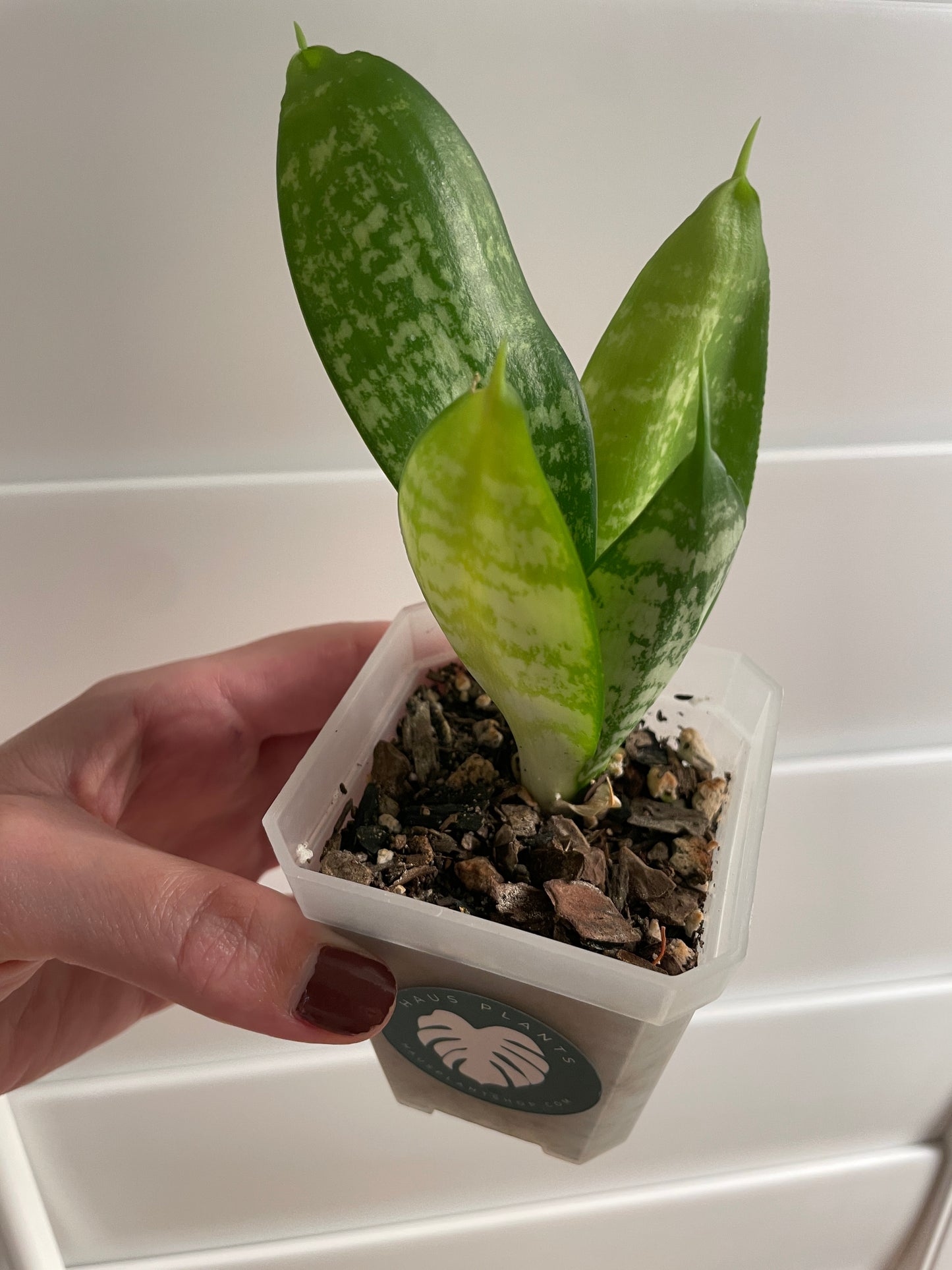 Bird's Nest Snake Plant | Sansevieria Hahnii