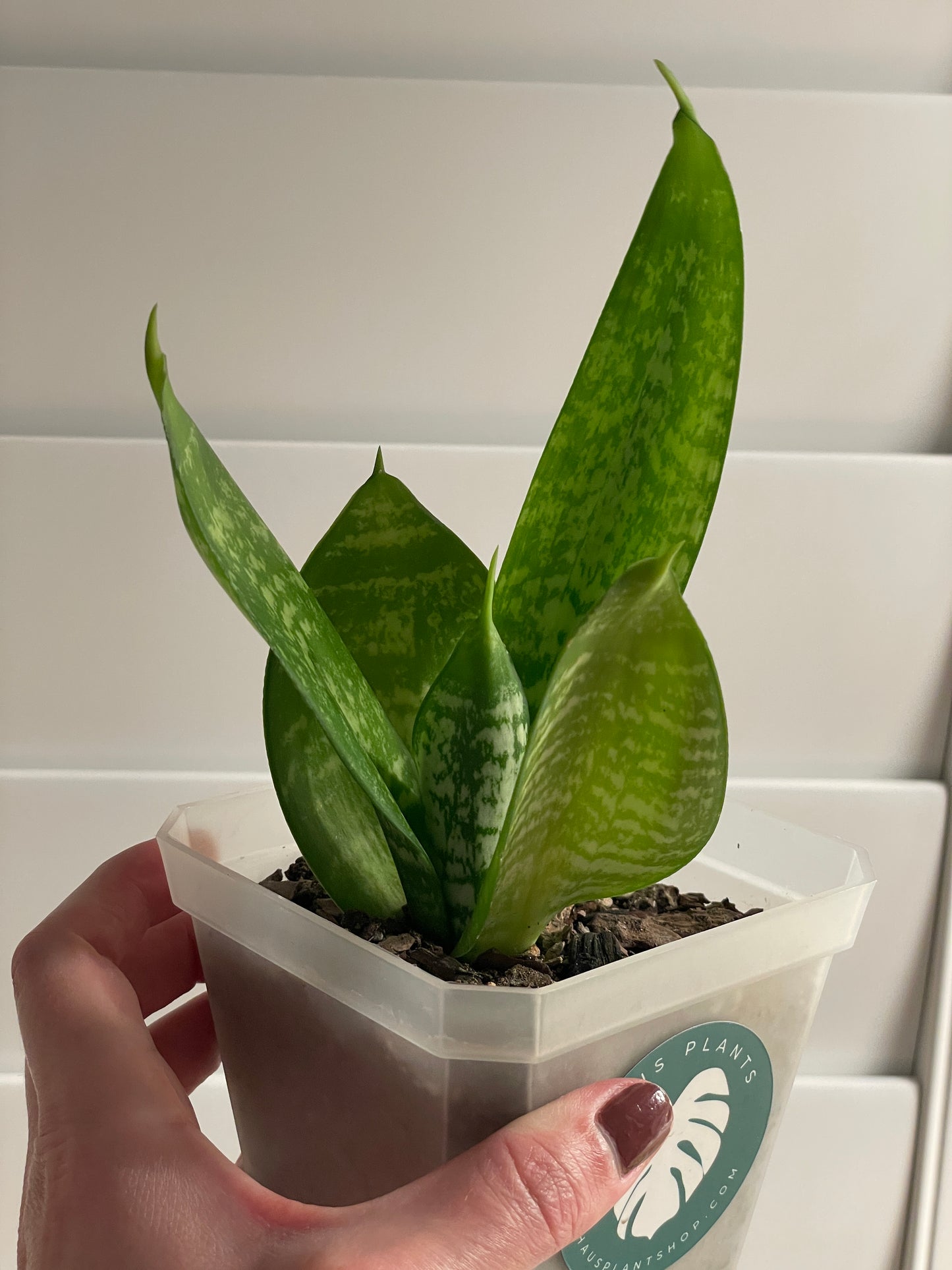 Bird's Nest Snake Plant | Sansevieria Hahnii