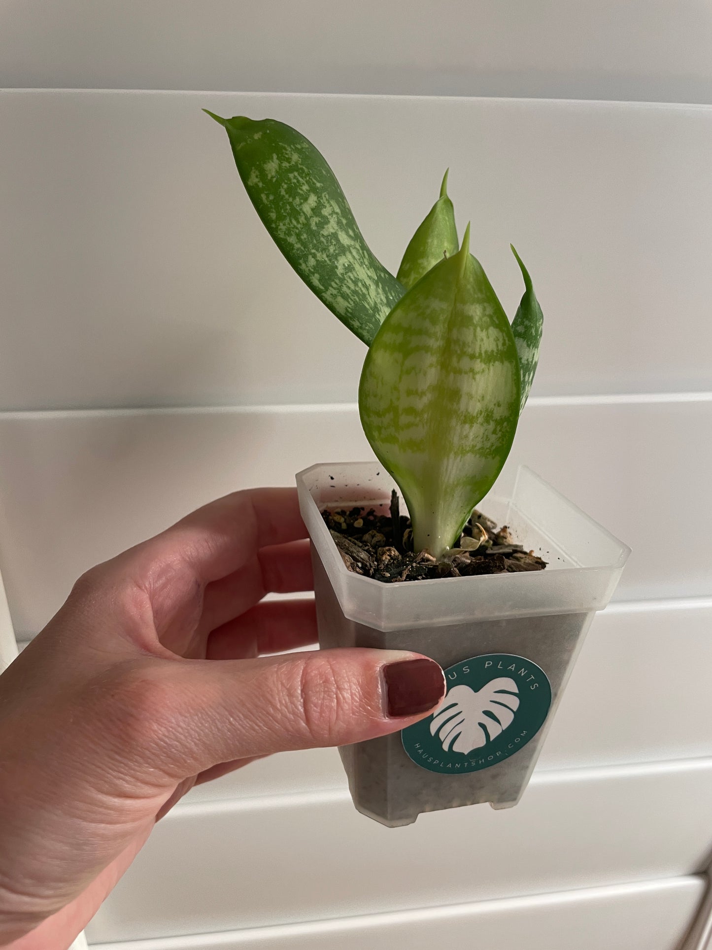 Bird's Nest Snake Plant | Sansevieria Hahnii