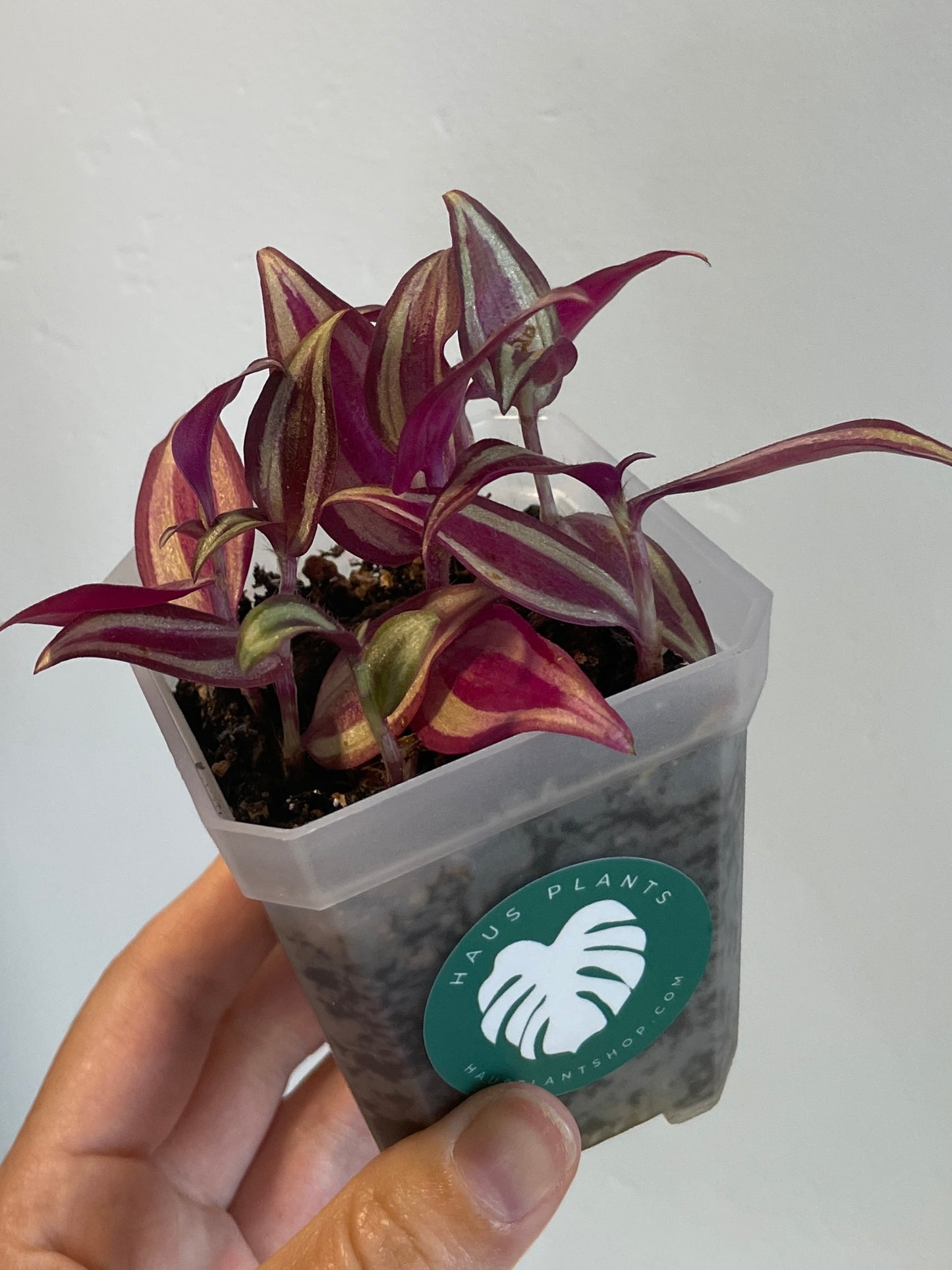 Tradescantia Zebrina in Nursery Pot