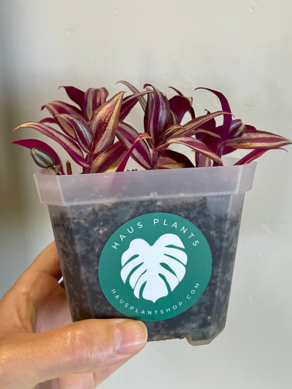 Tradescantia Zebrina in Nursery Pot