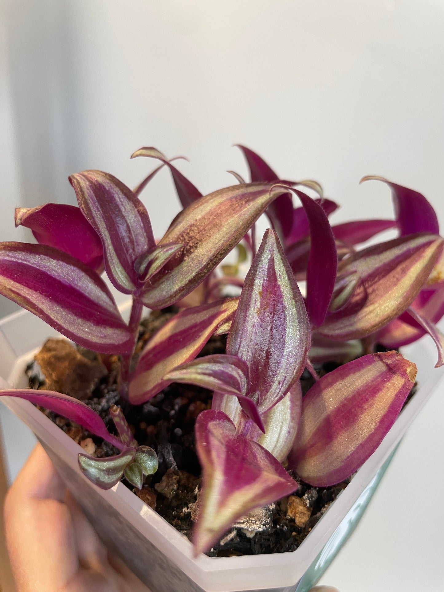 Tradescantia Zebrina in Nursery Pot