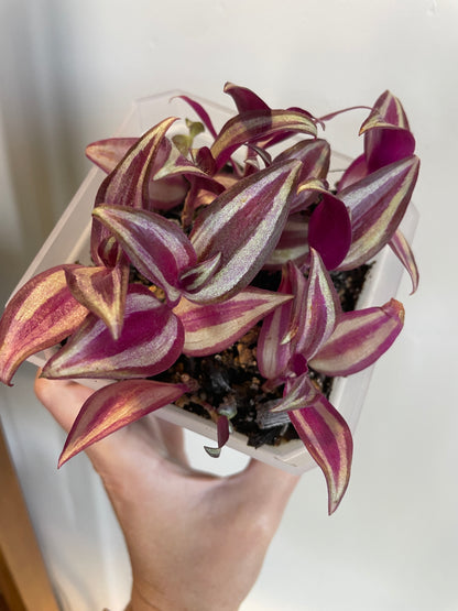 Tradescantia Zebrina in Nursery Pot