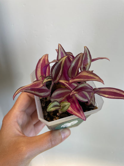 Tradescantia Zebrina in Nursery Pot