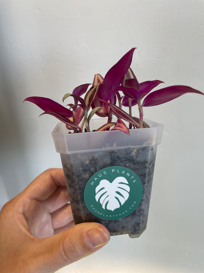 Tradescantia Zebrina in Nursery Pot