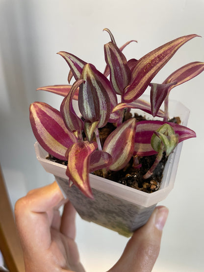 Tradescantia Zebrina in Nursery Pot