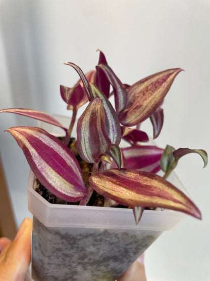 Tradescantia Zebrina in Nursery Pot