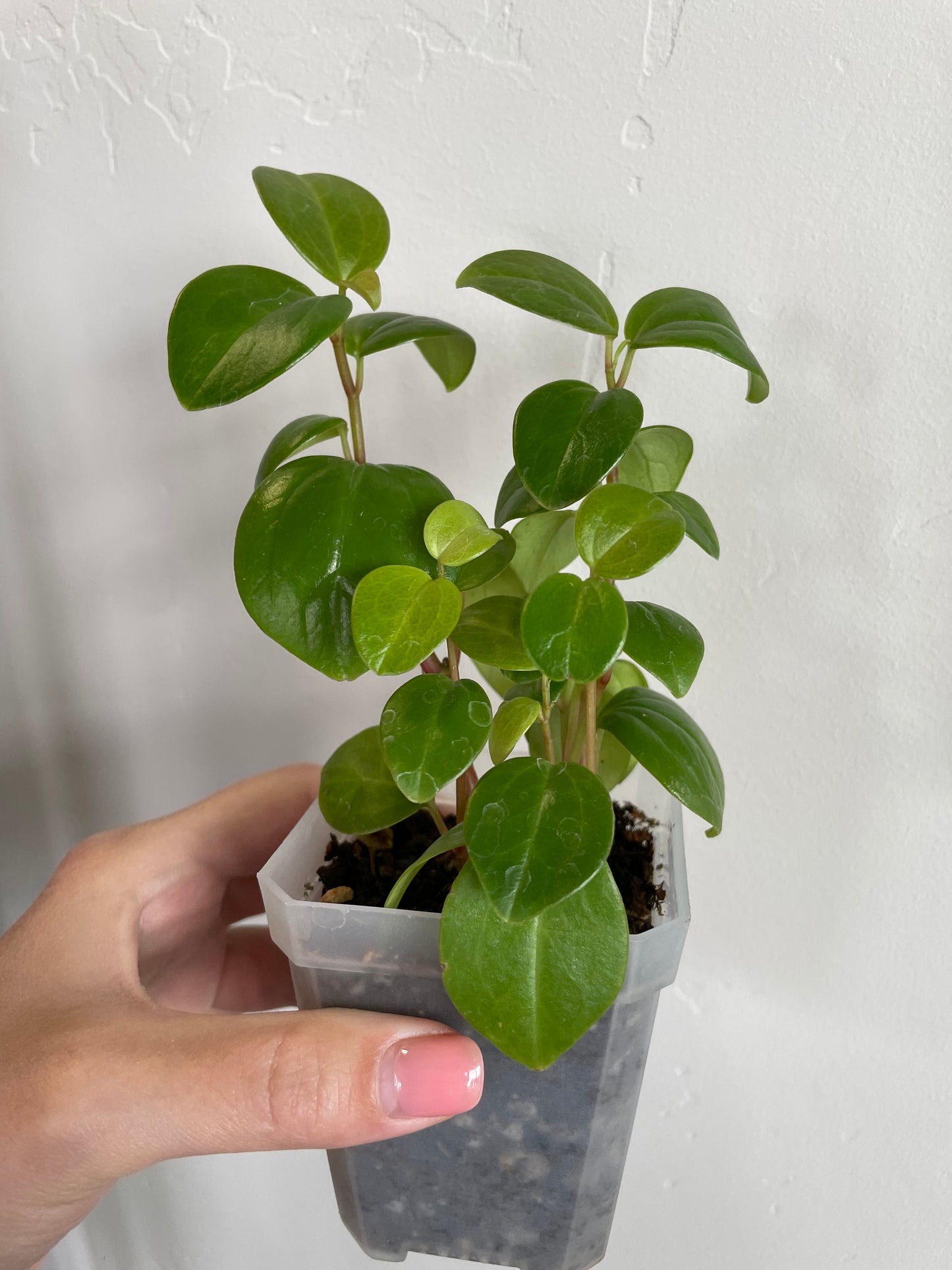 peperomia rotundifolia plants