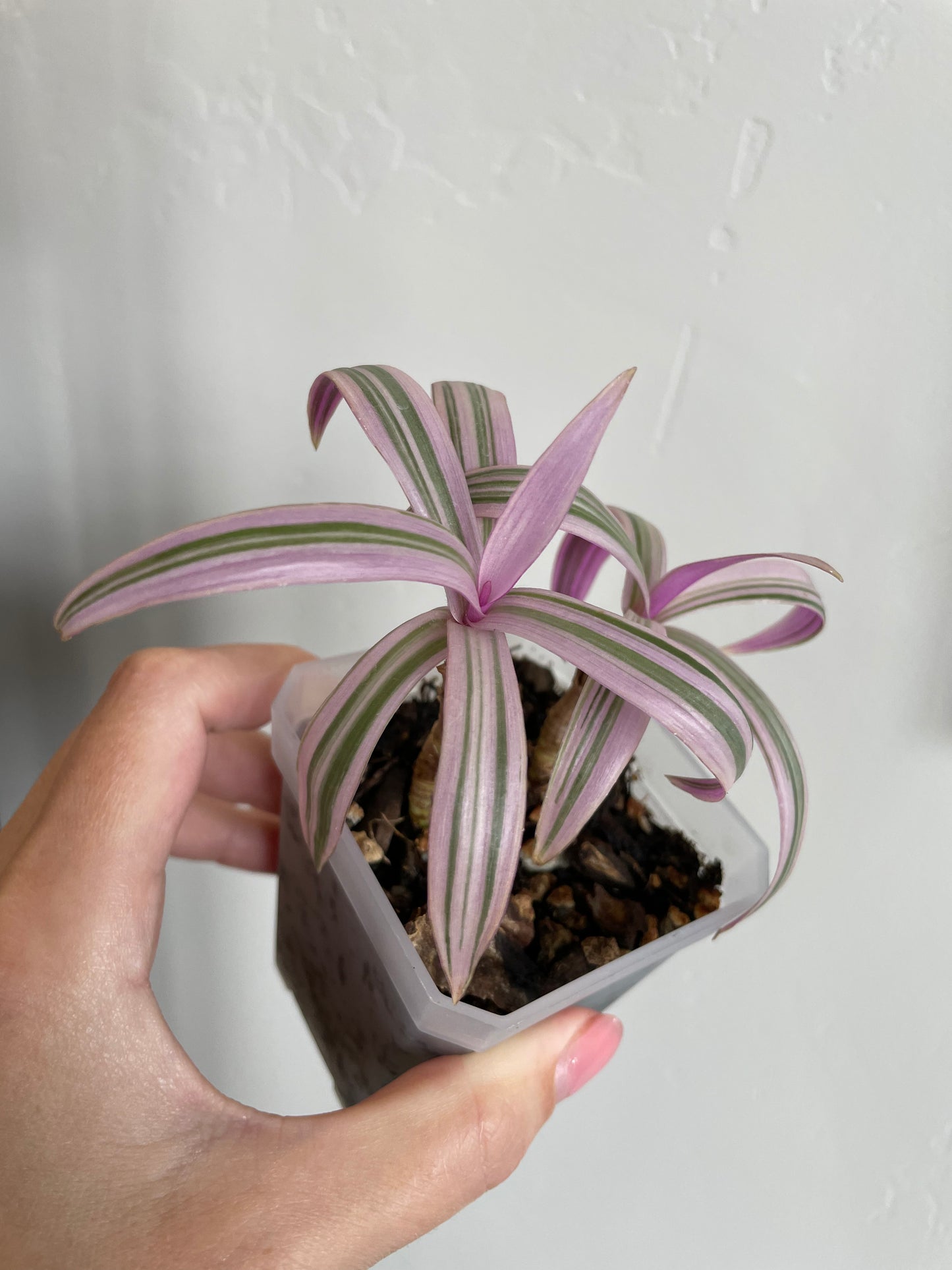 tradescantia spathacea rhoeo oyster tricolor plant pink green