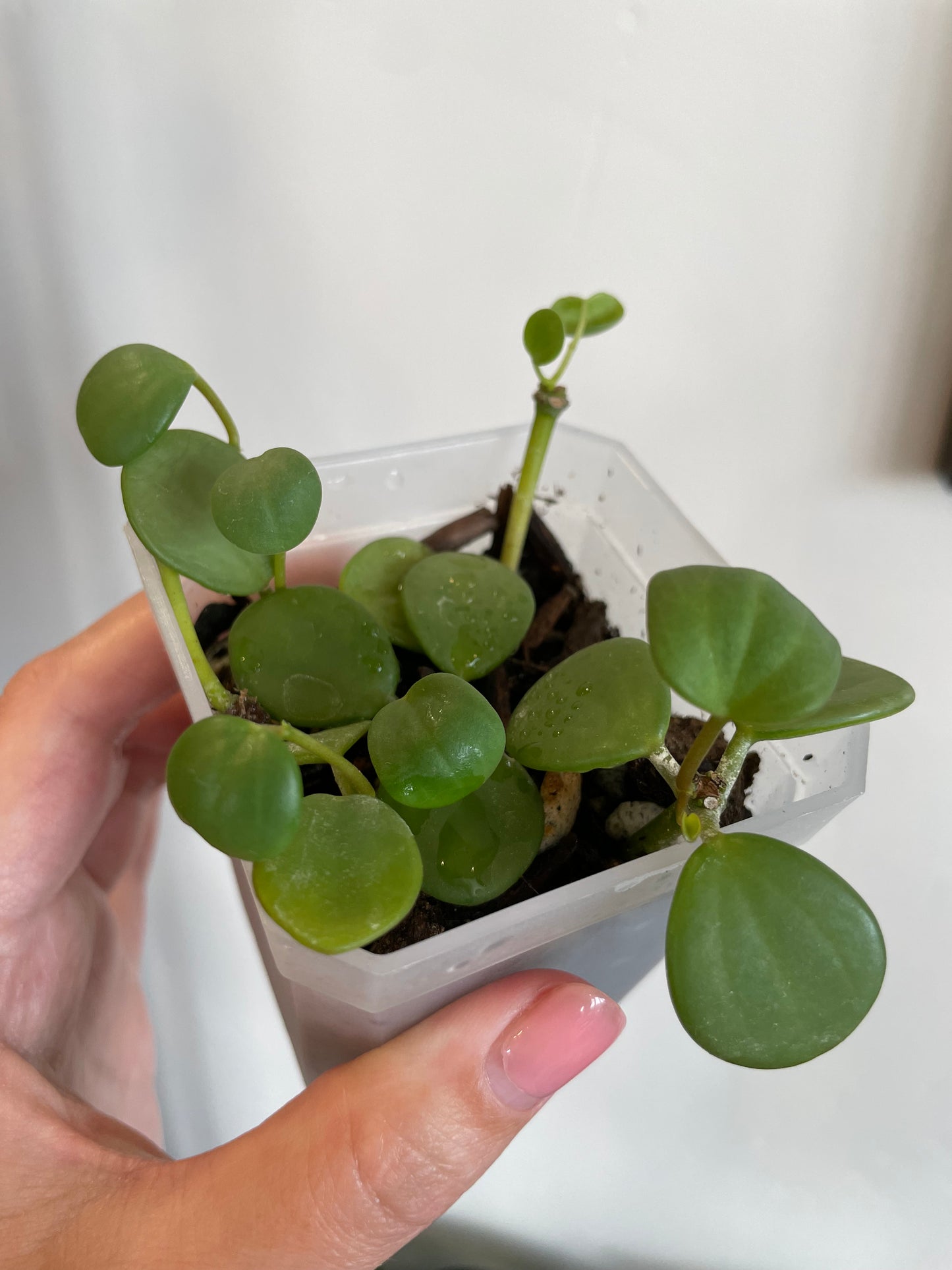 peperomia hope succulent trailing plant house haus plants