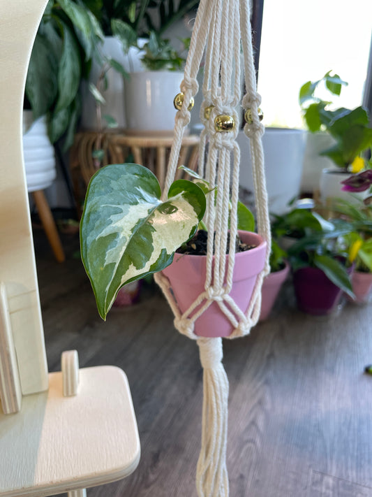 2" Plant + Small Macrame Hanger Set