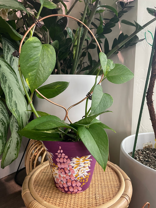 Golden Pothos in 6" Painted Pot with Medium Trellis