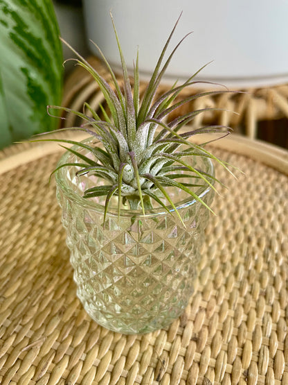 Rainbow Glass Vintage Style Mini Planter