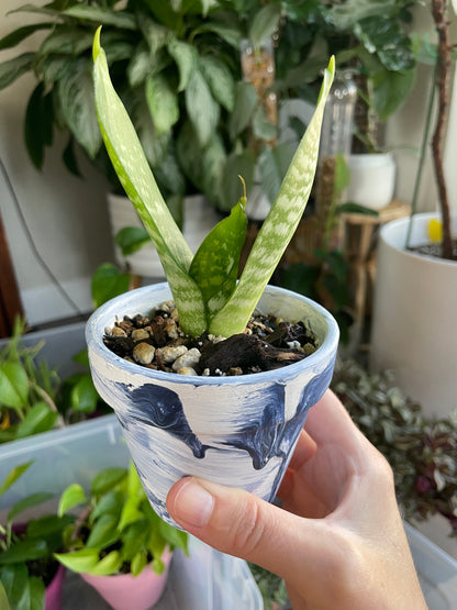 Bird's Nest Snake Plant | Sansevieria Hahnii in 3" Painted Pot