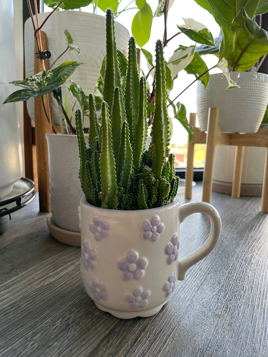Fairy Castle Cactus | Purple Daisies Mug Planter