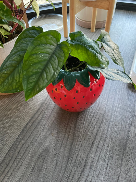 Strawberry Planter Monstera Siltepecana