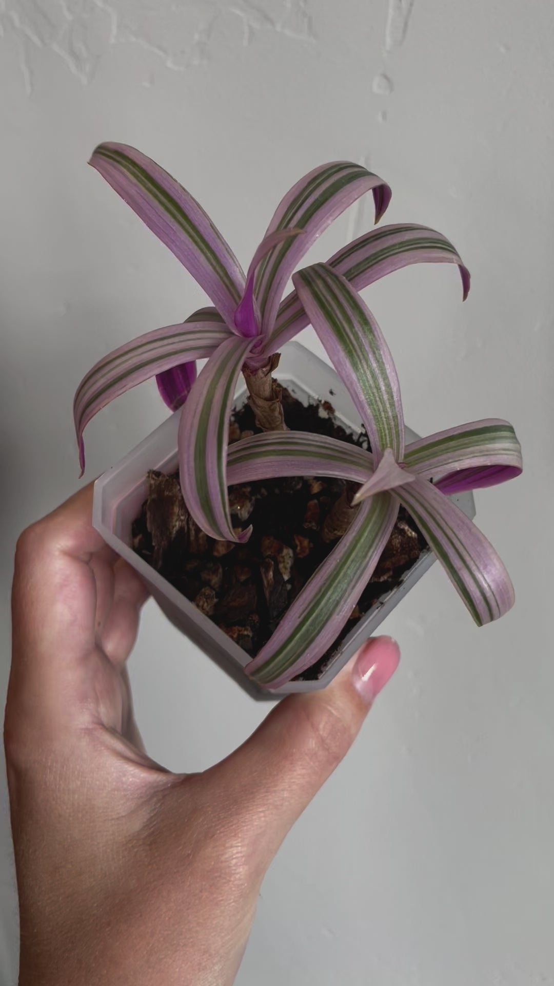 tradescantia spathacea rhoeo oyster tricolor plant pink green
