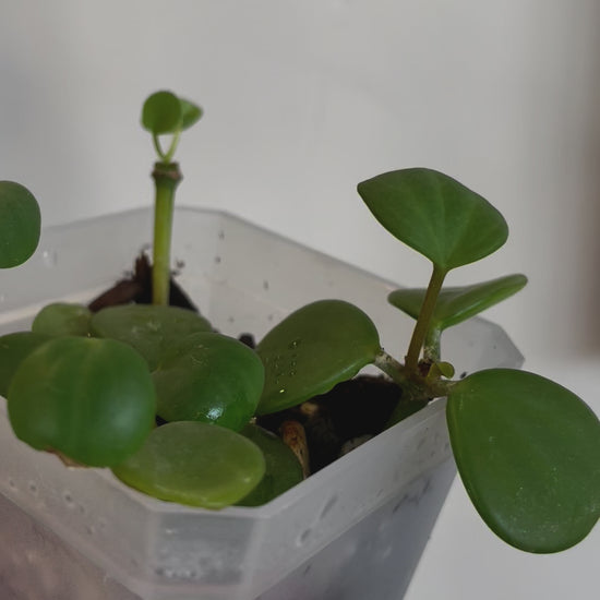 peperomia hope succulent trailing plant house haus plants