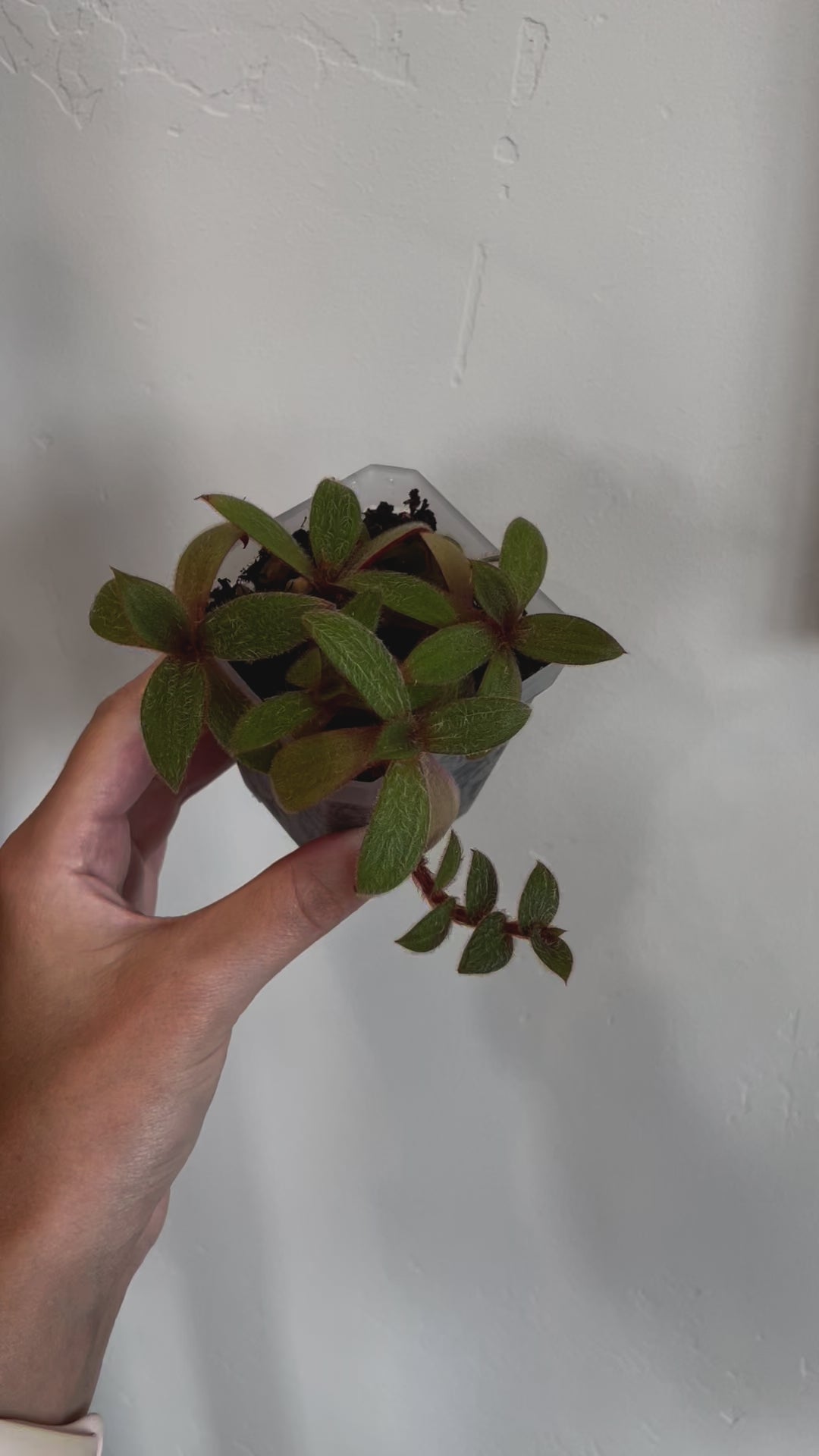 cyanotis kewensis teddy bear vine haus plant house plants fuzzy vine leaves 